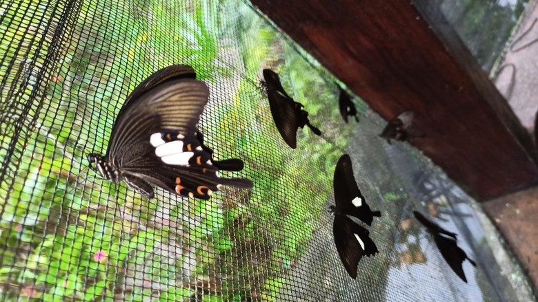 Beberapa jenis kupu-kupu yang baru berubah dari kepompong di Taman Kupu-kupu Tabanan, Sabtu (16/7/2022).