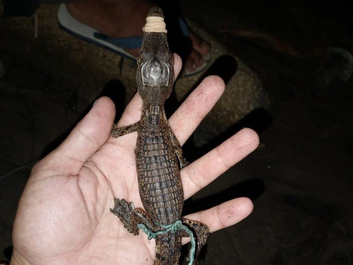 Salah satu anak buaya yang ditemukan warga di Bengkulu Utara. Foto istimewa