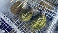 Salah satu gerai yang Durian Traveler Store yang berlokasi di Bintaro memiliki area yang terbilang luas. Ada area indoor dan area outdoor. Di sini kamu bisa menikmati durian premium. Foto: detikcom