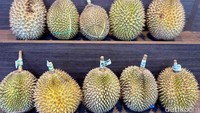 Tak hanya durian lokal, tetapi ada juga durian dari negara tetangga seperti Malaysia dan Thailand. Untuk durian lokal tersedia durian tai babi (Rp 550 ribu - Rp 650 ribu). Foto: detikcom