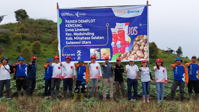 Panen Kentang Modoinding Minahasa Selatan Naik 55%, Ini Rahasianya