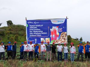 Panen Kentang Modoinding Minahasa Selatan Naik 55%, Ini Rahasianya