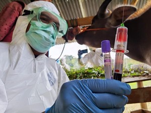 9.000 Dosis Vaksin PMK Disebar Pemprov Sulsel karena Masuk Zona Merah
