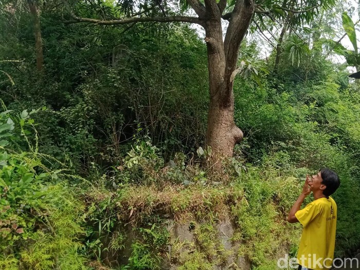 Pohon mangga di dusun Deresan, Desa Kranggan, Kecamatan Polanharjo yang dihuni ribuan ulat pohon, Sabtu (16/7/2022).