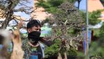 Ratusan Bonsai Cantik Mejeng di Kediri