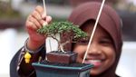 Ratusan Bonsai Cantik Mejeng di Kediri
