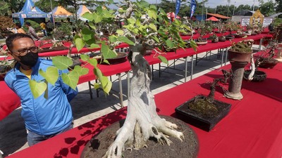 Ratusan Bonsai Cantik Mejeng di Kediri