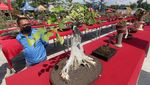 Ratusan Bonsai Cantik Mejeng di Kediri