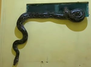 Ngeri! Ular Piton 3 Meter Masuk ke Dapur Rumah Warga di Serpong