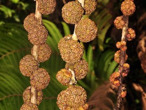 Flora Unik dari Sulawesi Utara: Beringin Minahasa, Bisa Buat Obat