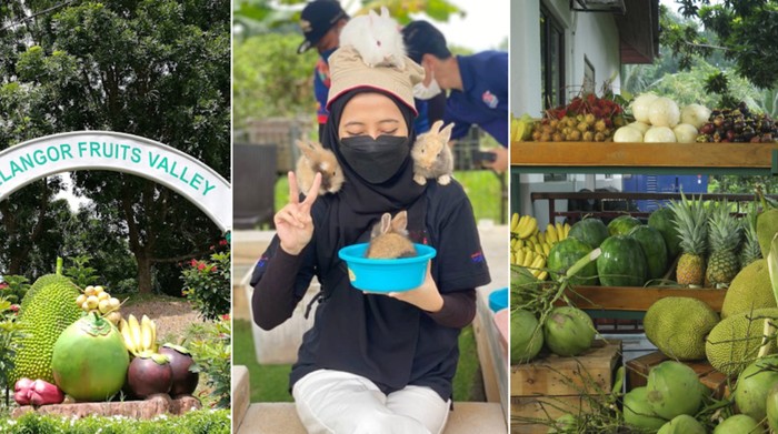 Bukan Wahana Permainan, Taman Bermain Ini Isinya Buffet Buah yang Enak