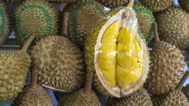 Cara memilih durian yang berkualitas tinggi
