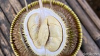 Ada juga durian bambang yang tak kalah manis legit. Durian bambang ini rasa manisnya seperti condensed milk dan tidak ada pahitnya. Foto: detikcom