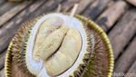 Ada Durian Sapi hingga Durian Bambang yang Manis Creamy di Kang Duren