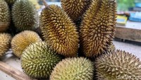 Jadi bisa menikmati durian di tengah kebun. Pop up market tersebut hanya buka setiap hari Jumat dan Sabtu. Foto: detikcom