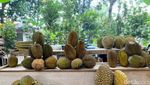 Ada Durian Sapi hingga Durian Bambang yang Manis Creamy di Kang Duren
