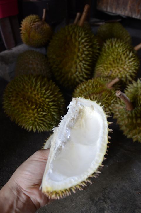 Minum air pakai wadah kuilt durian