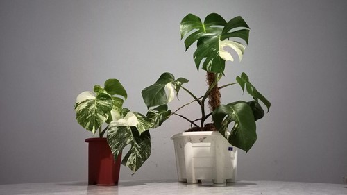 Monstera White Tiger