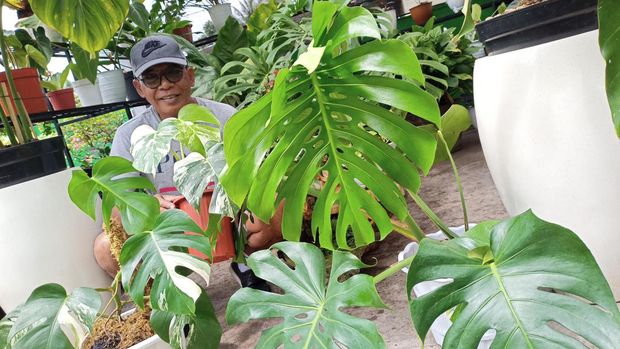 Pemilik Tirta Preamada Plant, Putu Santika, menunjukkan Monstera White Tiger dan beberapa jenis Monstera lain yang dikoleksinya, Minggu (17/7/2022).