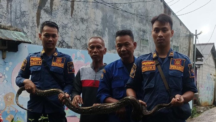 Penampakan ular 3 meter yang kagetkan warga di Tanah Baru Kota Bogor.