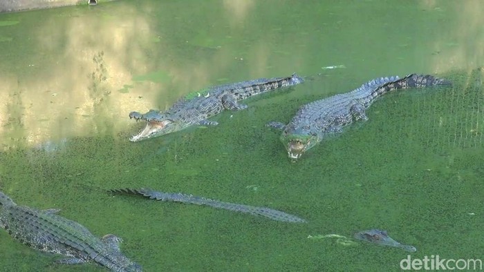 Penangkaran buaya di Blanakan, Subang