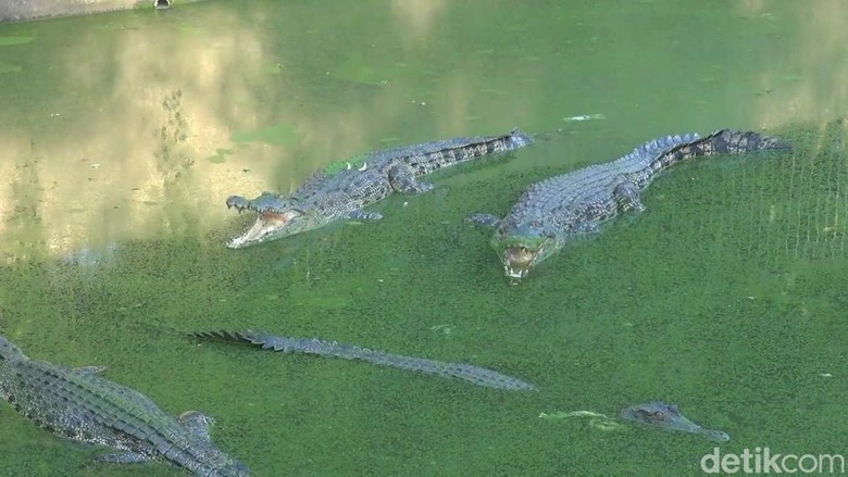 Penangkaran buaya di Blanakan, Subang Penangkaran buaya di Blanakan, Subang