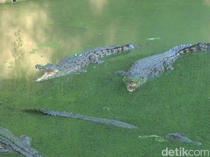 Ada Ratusan Buaya, Kamu Berani Main ke Sini?