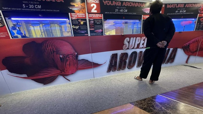 Pengunjung Antusias Melihat Kontes Ikan Arwana di Jakarta Kontes ikan arwana digelar di Lippo Mall Kemang, Jakarta. Sebanyak 135 peserta mengikuti kontes memperebutkan piala bergilir Gubernur DKI Jakarta ini.