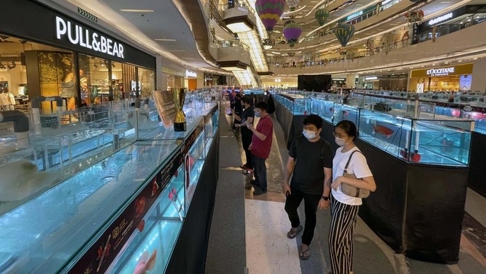 Kontes ikan arwana digelar di Lippo Mall Kemang, Jakarta. Sebanyak 135 peserta mengikuti kontes  memperebutkan piala bergilir Gubernur DKI Jakarta ini.