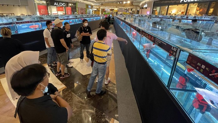 Pengunjung Antusias Melihat Kontes Ikan Arwana di Jakarta Kontes ikan arwana digelar di Lippo Mall Kemang, Jakarta. Sebanyak 135 peserta mengikuti kontes memperebutkan piala bergilir Gubernur DKI Jakarta ini.