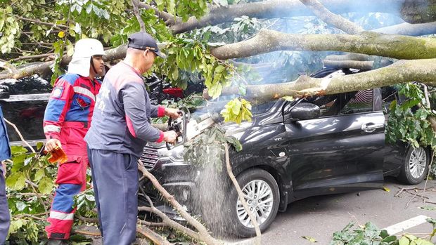 Pohon tumbang timpa mobil di depan Istana Bogor