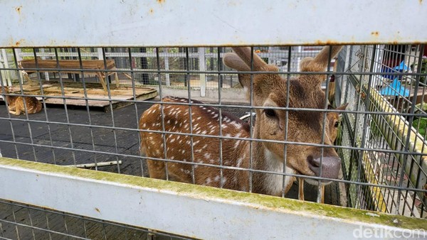Di area kebun binatangnya terdapat beberapa koleksi hewan seperti rusa kakak tua, merak, kuda poni, dan rusa. Ada pula taman kelinci yang menggemaskan. Di Taman Kelinci, Anda bisa mengajak si kecil melakukan kegiatan seru dengan kelinci imut. (Dhani Irawan/detikTravel) Di area kebun binatangnya terdapat beberapa koleksi hewan seperti rusa kakak tua, merak, kuda poni, dan rusa. Ada pula taman kelinci yang menggemaskan. Di Taman Kelinci, Anda bisa mengajak si kecil melakukan kegiatan seru dengan kelinci imut. (Dhani Irawan/detikTravel)