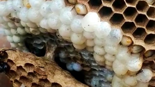 Warga Jembrana menjadikan tawon ndas sebagai santapan. Mereka menyebutnya dengan istilah jukut tabuan.