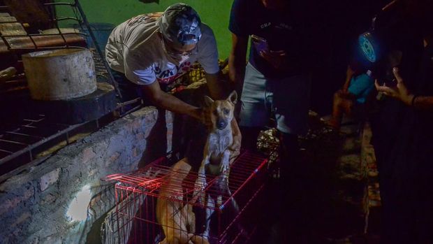 Proses evakuasi anjing yang akan dijagal di salah satu rumah di Pekanbaru, Riau. Istimewa