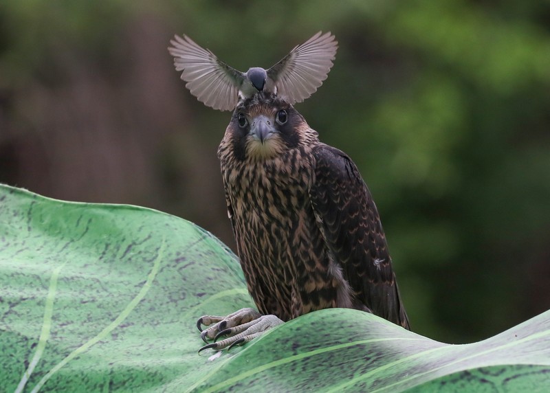 Audobon Photography Awards 2022