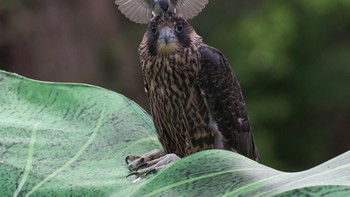 Karya Chris Saladin. Lokasi : Kebun Binatang Cleveland Metroparks, Cleveland, Ohio. Kamera : Canon EOS 7D Mark II dengan lensa Canon EF 100-400mm f/4.5-5.6L IS II USM; 1/2000 detik; ISO 1000 Foto: Audobon Photography Awards
