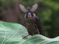 Karya Finalis Kontes Foto Burung Audobon 2022 Bikin Takjub dan Terkesima