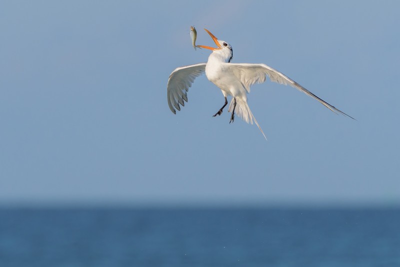 Audobon Photography Awards 2022