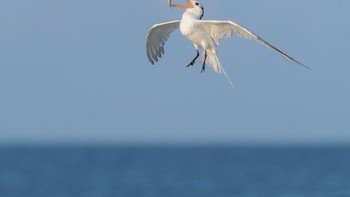 Karya Joseph Przybyla. Lokasi : Taman Fort De Soto, Tierra Verde, Florida. Kamera : Nikon D500 dengan lensa NIKKOR 80-400mm f/4.5-5.6G ED VR; 1/3200 detik pada f/5.6; ISO 720. Foto: Audobon Photography Awards
