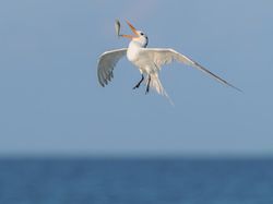 Karya Finalis Kontes Foto Burung Audobon 2022 Bikin Takjub dan Terkesima