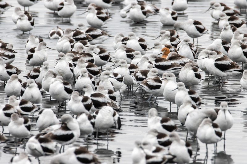 Audobon Photography Awards 2022