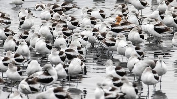 Karya Sadie Hine. Lokasi : Mountain View, California. Kamera : Canon EOS 90D dengan lensa Tamron SP 150-600mm F/5-6.3 Di VC G2; 1/320 detik pada f/9; ISO 800. Foto: Audobon Photography Awards
