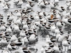 Karya Finalis Kontes Foto Burung Audobon 2022 Bikin Takjub dan Terkesima