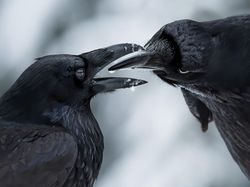 Karya Finalis Kontes Foto Burung Audobon 2022 Bikin Takjub dan Terkesima