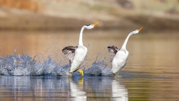 Karya Dakota Lamberson. Lokasi : Danau Santa Margarita, Santa Margarita, California. Kamera : Canon EOS-1D X dengan lensa Canon EF 100-400mm f/4.5-5.6L IS II USM; 1/6400 detik pada f/5.6; ISO 1250. Foto: Audobon Photography Awards