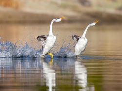 Karya Finalis Kontes Foto Burung Audobon 2022 Bikin Takjub dan Terkesima
