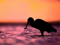 Karya Finalis Kontes Foto Burung Audobon 2022 Bikin Takjub dan Terkesima