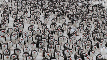 Karya Elizabeth Sanger. Lokasi : Pulau Marco, Florida. Kamera : Canon EOS 80D dengan lensa Sigma 100-400mm F/5-6.3 DG OS HSM Kontemporer; 1/320 detik pada f/13; ISO 2000. Foto: Audobon Photography Awards