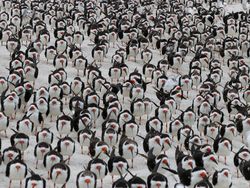 Karya Finalis Kontes Foto Burung Audobon 2022 Bikin Takjub dan Terkesima