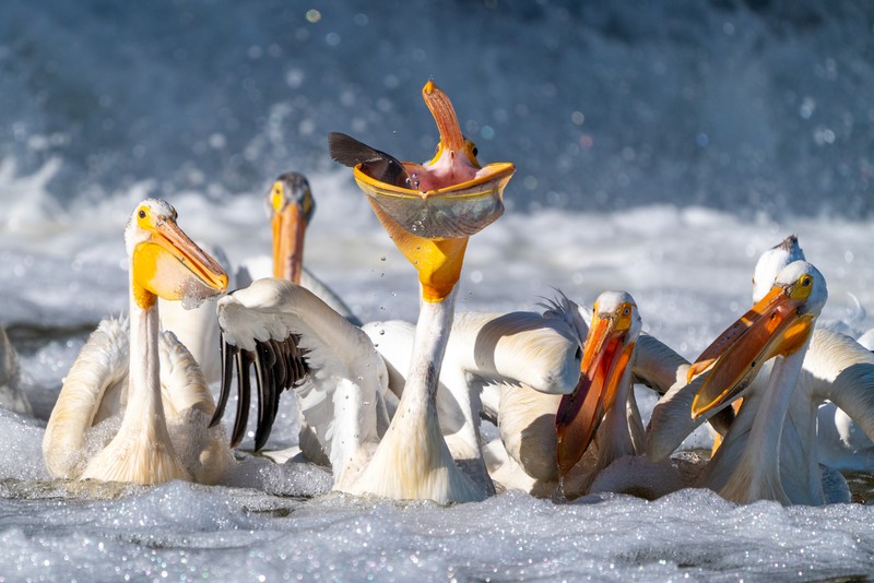 Audobon Photography Awards 2022